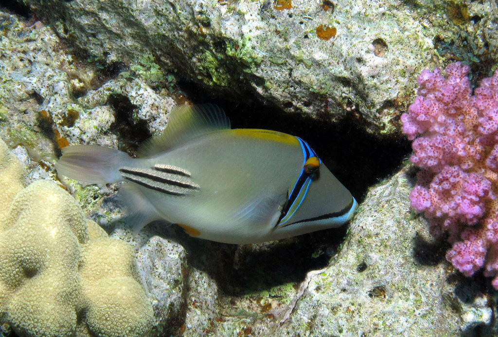 Reef Triggerfish