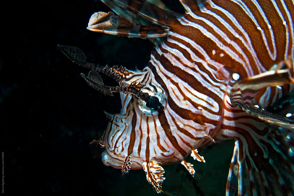 Lionfish swimming on reef lionfish swimming on reef photo