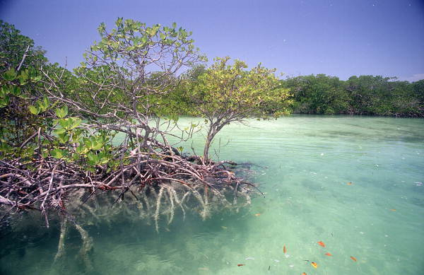 Mangrove tree inside Snipes Point near Key West by State Library and Archives of Florida florida keys photo