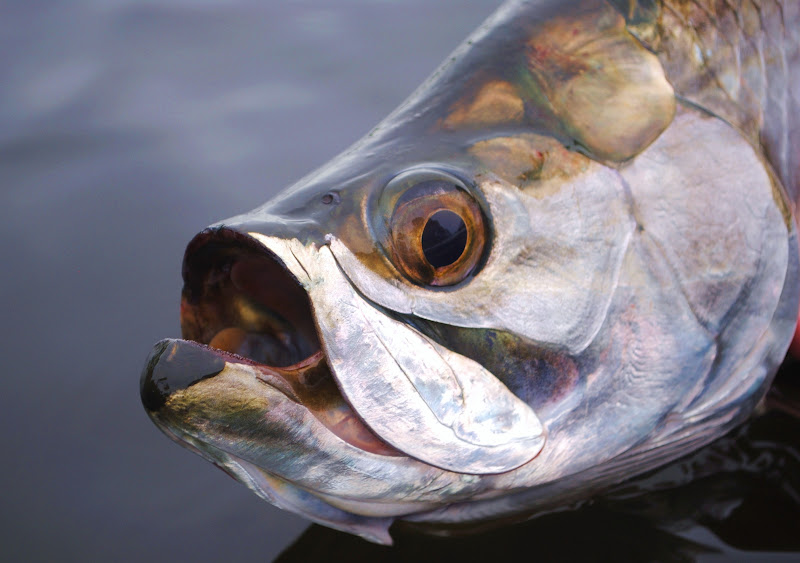 tarpon close up photo