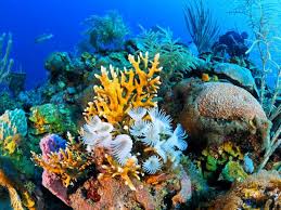 natural underwater reef Photo by joakant, pixa natural underwater reef photo