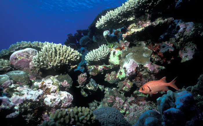 natural underwater reef formation Photo by skeeze, pixa natural underwater reef formation photo