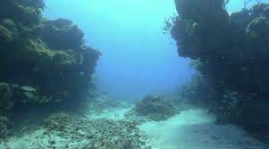artificial reef photo by jbarreiros artificial reef photo