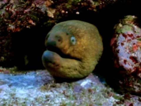 fangtooth moray eel fangtooth moray eel