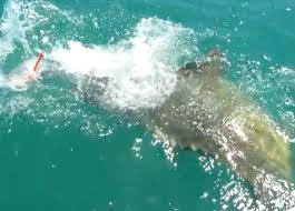 Barracuda Attacks Giant Trevally – Cool Footage
