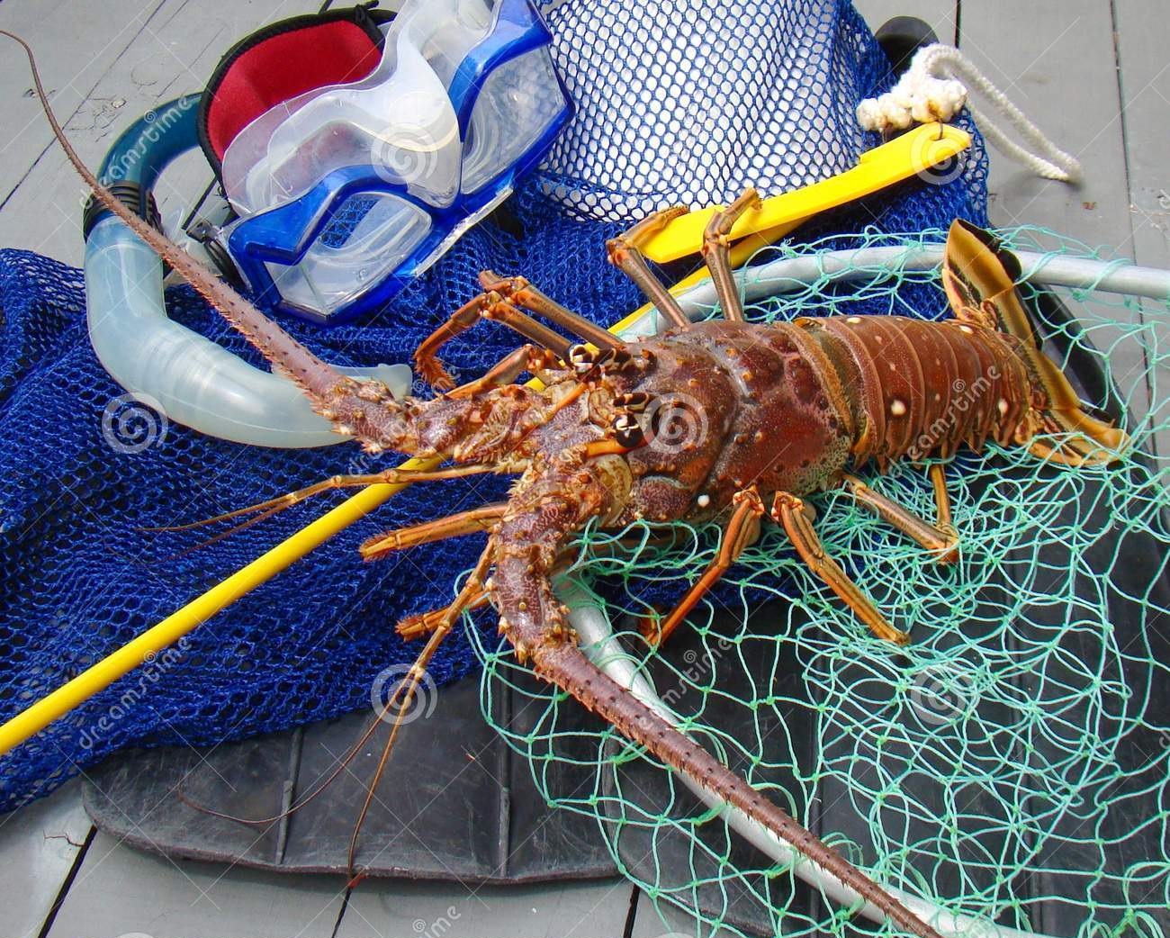 Florida Spiny Lobster Season and Dive Gear Florida Spiny Lobster Season and Dive Gear