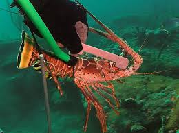 Measuring a live Florida spiny lobster underwater Measuring a live Florida spiny lobster underwater