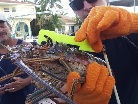 Florida Spiny Lobster Season – What You Need to Know