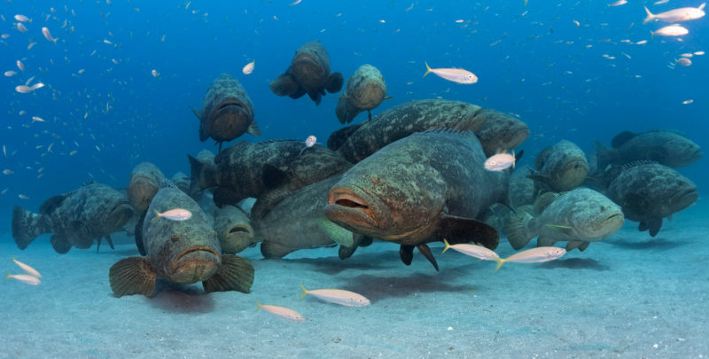 Goliath Grouper Aggregation, Jupiter, Florida
