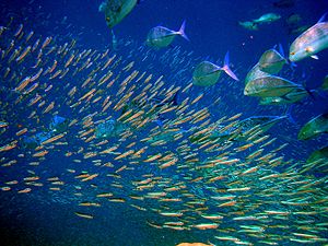 Barracuda on the Hunt