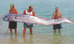 Giant Oarfish – Real Mythical Leviathans – Facts, Pictures and Rare Video