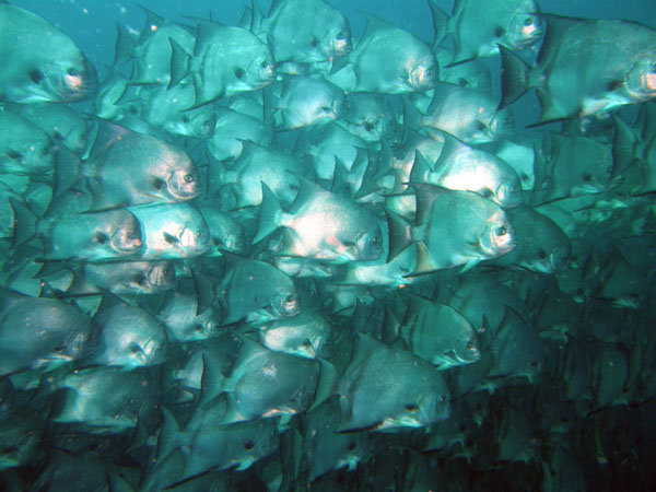 Jacksonville Dive Sites