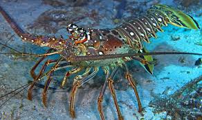 Spiny Lobster Fun Facts